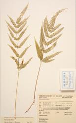 Pteris pacifica. Herbarium specimen from Auckland, WELT P022086, showing fertile fronds.
 Image: B. Hatton © Te Papa CC BY-NC 3.0 NZ